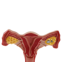 Load image into Gallery viewer, 1:1 Human Female Uterus Ovary Fallopian Tubes Model Anatomical human anatomy model medical teaching tools