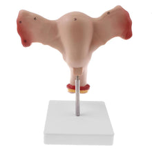 Load image into Gallery viewer, 1:1 Human Female Uterus Ovary Fallopian Tubes Model Anatomical human anatomy model medical teaching tools