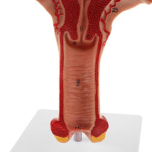 Load image into Gallery viewer, 1:1 Human Female Uterus Ovary Fallopian Tubes Model Anatomical human anatomy model medical teaching tools
