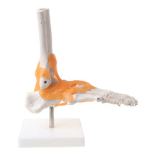 Load image into Gallery viewer, 1: 1 Human Skeleton Human Model Joint Medical Anatomy Ankle Ligament Anatomically Teaching Resource Tool
