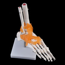 Load image into Gallery viewer, 1: 1 Human Skeleton Human Model Joint Medical Anatomy Ankle Ligament Anatomically Teaching Resource Tool