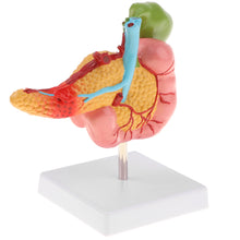 Load image into Gallery viewer, 1:1 Life Size Anatomical Human Pancreas Duodenum Gallbladder Pathology Model, Lab Office Equipment Ornament for Students