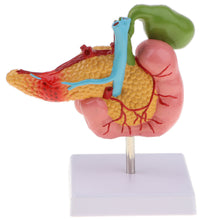 Load image into Gallery viewer, 1:1 Life Size Anatomical Human Pancreas Duodenum Gallbladder Pathology Model, Lab Office Equipment Ornament for Students