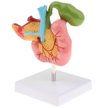 Load image into Gallery viewer, 1:1 Life Size Anatomical Human Pancreas Duodenum Gallbladder Pathology Model, Lab Office Equipment Ornament for Students