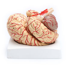 Load image into Gallery viewer, 1: 1 Life Size Human Anatomical Brain Pro Dissection Medical Organ Teaching Model