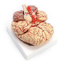 Load image into Gallery viewer, 1: 1 Life Size Human Anatomical Brain Pro Dissection Medical Organ Teaching Model
