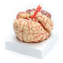 Load image into Gallery viewer, 1: 1 Life Size Human Anatomical Brain Pro Dissection Medical Organ Teaching Model
