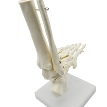Load image into Gallery viewer, 1:1 Lifesize Human Foot Skeleton Anatomy Model Medical Science Teaching Resources Dropshipping