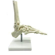 Load image into Gallery viewer, 1:1 Lifesize Human Foot Skeleton Anatomy Model Medical Science Teaching Resources Dropshipping