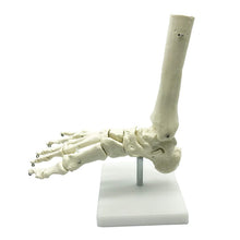 Load image into Gallery viewer, 1:1 Lifesize Human Foot Skeleton Anatomy Model Medical Science Teaching Resources Dropshipping