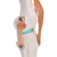 Load image into Gallery viewer, 1:1 Lifesize Human Knee Joint Anatomy Model Medical Science Teaching Resources Dropshipping