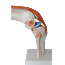 Load image into Gallery viewer, 1:1 Lifesize Human Knee Joint Anatomy Model Medical Science Teaching Resources Dropshipping