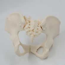 Load image into Gallery viewer, 1:1 Movable Pelvis Model Sacrum Hip Bone Female Pelvic Bone Can Bend Human Skeleton Anatomy Pelvic Floor Muscles