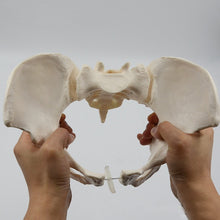 Load image into Gallery viewer, 1:1 Movable Pelvis Model Sacrum Hip Bone Female Pelvic Bone Can Bend Human Skeleton Anatomy Pelvic Floor Muscles