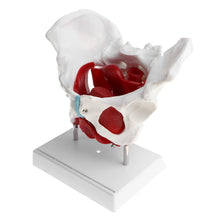 Load image into Gallery viewer, 1:1 Pathological Changes Woman Skeleton Model Anatomical Female Pelvis Sacrum Pubis Model Kit Lab Supplies School Learning Tool
