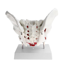 Load image into Gallery viewer, 1:1 Pathological Changes Woman Skeleton Model Anatomical Female Pelvis Sacrum Pubis Model Kit Lab Supplies School Learning Tool