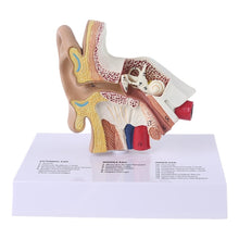 Load image into Gallery viewer, 1.5 Times Life Size Human Ear Model Scientific Anatomy Teaching Supplies Anatomical Study Display Professional
