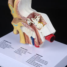 Load image into Gallery viewer, 1.5 Times Life Size Human Ear Model Scientific Anatomy Teaching Supplies Anatomical Study Display Professional
