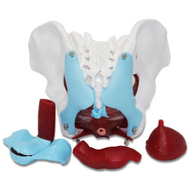 Load image into Gallery viewer, 1 Pcs Female Pelvic Uterus Human Pelvic Floor Muscle Model Anatomy Skeleton Trauma Nursing Manikin Training