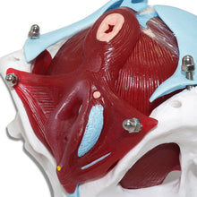 Load image into Gallery viewer, 1 Pcs Female Pelvic Uterus Human Pelvic Floor Muscle Model Anatomy Skeleton Trauma Nursing Manikin Training