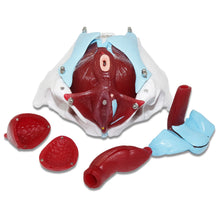 Load image into Gallery viewer, 1 Pcs Female Pelvic Uterus Human Pelvic Floor Muscle Model Anatomy Skeleton Trauma Nursing Manikin Training
