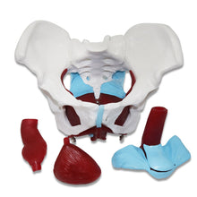 Load image into Gallery viewer, 1 Pcs Female Pelvic Uterus Human Pelvic Floor Muscle Model Anatomy Skeleton Trauma Nursing Manikin Training