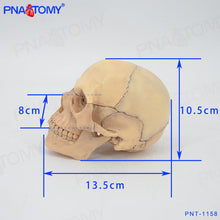 Load image into Gallery viewer, Human Skull Model 4D Assembled Simulation Small Human Skull Skull Skull Model Detachable 15 Parts Art Painting Teaching