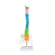 Load image into Gallery viewer, 45cm Color Human Spine Spine Pelvic Bone Cervical Bone Model Massage Bone Setting Pain Department Orthopedic Teaching Mold