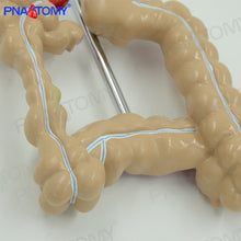 Load image into Gallery viewer, Human Model Simulation Human Colon Anatomy Model Anorectal Intestinal Gastrointestinal Digestive System Teaching Model