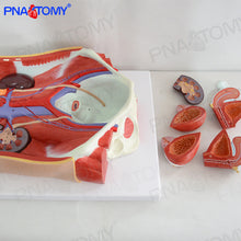 Load image into Gallery viewer, Human Male and Female Urinary System Bladder Abdominal Cavity Abdominal Wall Kidney Anatomy Model Teaching Model