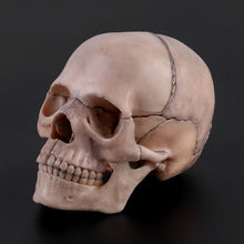 Load image into Gallery viewer, 15pcs/set 4D Disassembled Skull Anatomical Model Detachable Medical Teaching Tool