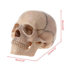 Load image into Gallery viewer, 15pcs/set 4D Disassembled Skull Anatomical Model Detachable Medical Teaching Tool
