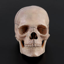 Load image into Gallery viewer, 15pcs/set 4D Disassembled Skull Anatomical Model Detachable Medical Teaching Tool