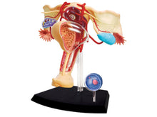 Load image into Gallery viewer, 19 Parts 4d Female Reproductive System Master Puzzle Assembling Toy Human Body Organ Anatomical Model Medical Teaching Model