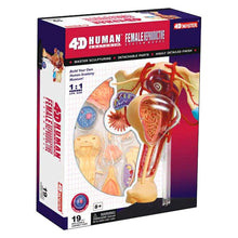 Load image into Gallery viewer, 19 Parts 4d Female Reproductive System Master Puzzle Assembling Toy Human Body Organ Anatomical Model Medical Teaching Model