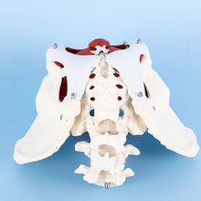 Load image into Gallery viewer, Human body model female pelvic lumbar pelvic floor muscle model two-stage lumbar postpartum recovery teaching aids