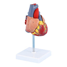 Load image into Gallery viewer, Medical prop model Anatomical human heart model teaching tool