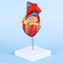 Load image into Gallery viewer, Medical prop model Anatomical human heart model teaching tool