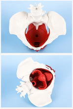 Load image into Gallery viewer, Human body model female pelvic lumbar pelvic floor muscle model two-stage lumbar postpartum recovery teaching aids