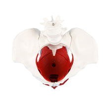 Load image into Gallery viewer, Human body model female pelvic lumbar pelvic floor muscle model two-stage lumbar postpartum recovery teaching aids