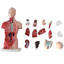 Load image into Gallery viewer, 28cm Human Torso Body Model Anatomy Anatomical Heart Brain Skeleton Medical Internal Organs Teaching Learning Supplies