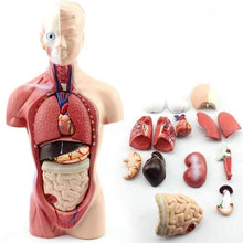 Load image into Gallery viewer, 28cm Human Torso Body Model Anatomy Anatomical Heart Brain Skeleton Medical Internal Organs Teaching Learning Supplies