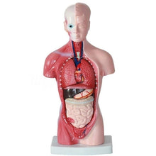 Load image into Gallery viewer, 28cm Human Torso Body Model Anatomy Anatomical Heart Brain Skeleton Medical Internal Organs Teaching Learning Supplies