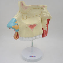 Load image into Gallery viewer, 3 Times Enlarged Nasal Cavity Model Human Nose Anatomical Model Olfactory Epithelium Nasal Septum Anatomy Medical Teaching Tool
