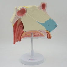 Load image into Gallery viewer, 3 Times Enlarged Nasal Cavity Model Human Nose Anatomical Model Olfactory Epithelium Nasal Septum Anatomy Medical Teaching Tool