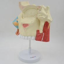 Load image into Gallery viewer, 3 Times Enlarged Nasal Cavity Model Human Nose Anatomical Model Olfactory Epithelium Nasal Septum Anatomy Medical Teaching Tool