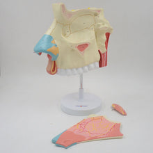 Load image into Gallery viewer, 3 Times Enlarged Nasal Cavity Model Human Nose Anatomical Model Olfactory Epithelium Nasal Septum Anatomy Medical Teaching Tool