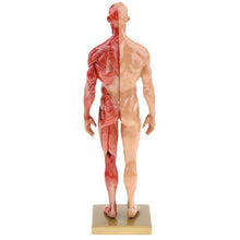 Load image into Gallery viewer, 30cm Resin Human Anatomy Muscle Skeleton Model Dropshipping
