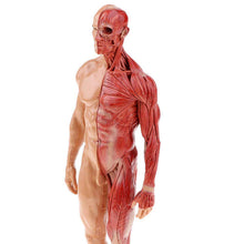 Load image into Gallery viewer, 30cm Resin Human Anatomy Muscle Skeleton Model Dropshipping