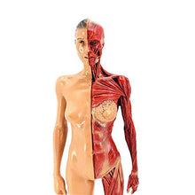 Load image into Gallery viewer, 30cm Resin Human Anatomy Muscle Skeleton Model Dropshipping